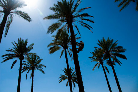 تولید خوراک دام از سرشاخه ها و ضایعات درخت خرما 